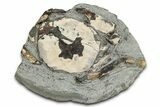Oligocene Fossil Crab (Branchioplax) - Washington State #349482-1